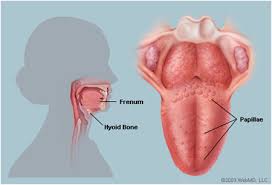Mau hálito: Tratamento da halitose
