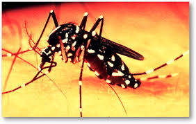 dúvidas sobre a doença "Dengue". 